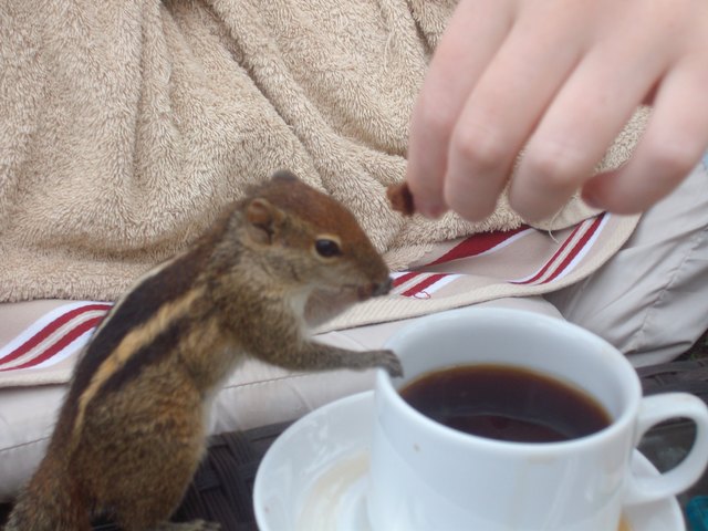 In Sri Lanka kann man nicht nur mit den Einheimischen Tee trinken :-)
