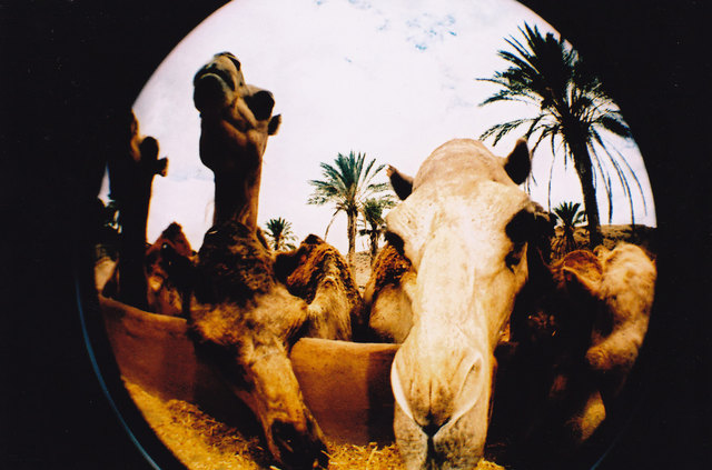 Kamele im Oasis Park auf Fuerteventura; Analoge Aufnahme