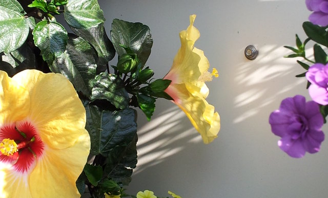 so schön kann es auch auf der terrasse blühen