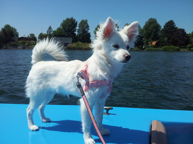auf der alten donau den fahrtwind geniessen