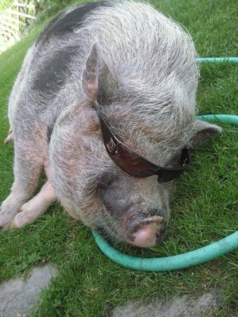 Bei der Hitze braucht sogar unser süßer Robert eine Sonnenbrille =)