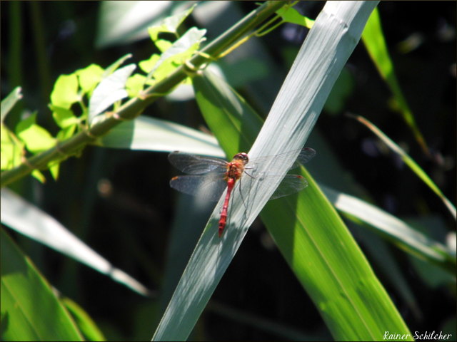 Blutrote Heidelibelle aufgenommen im Wiener Donaupark