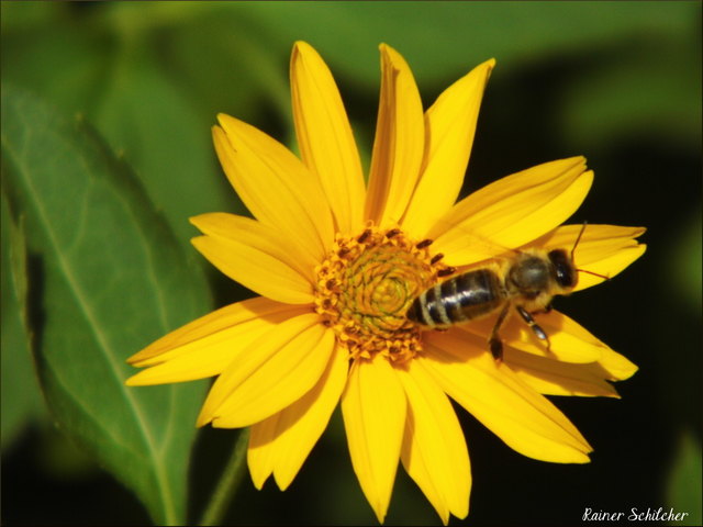 Abflug zur nächsten Blüte - aufgenommen im Wiener Donaupark