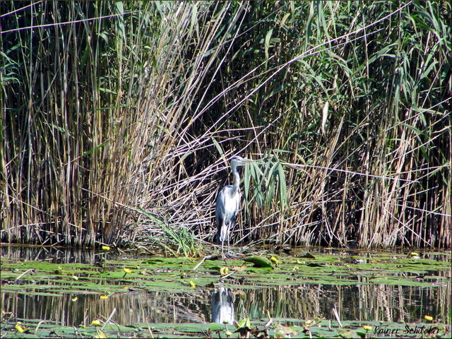 Reiher im Schilf - aufgenommen im Wiener Donaupark