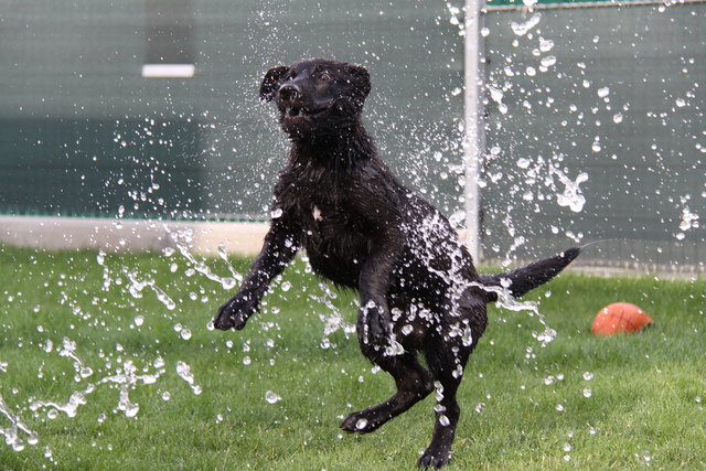 Meine Schäferhündin der wasserratz