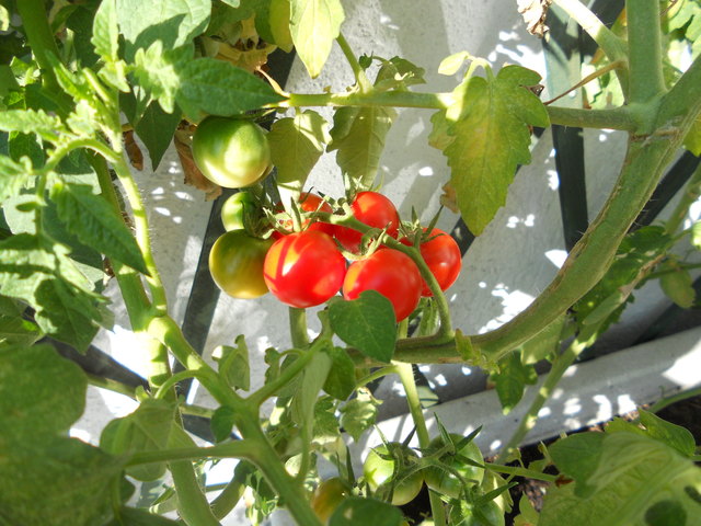 Original Wie(d)ner Paradeiser!