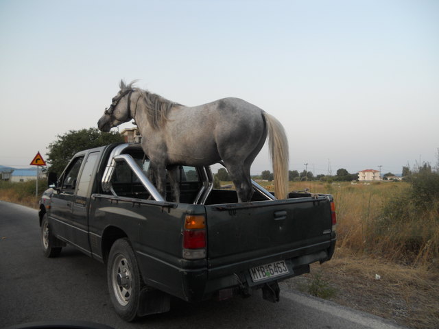 So transportiert man in Griechenland Pferde...