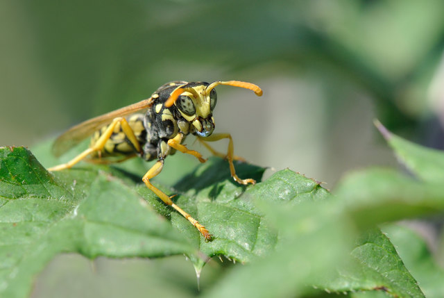 Wespe mit Wassertropfen, beobachtet in Oberlaa :-)