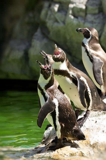 Land der Berge, Land am.....