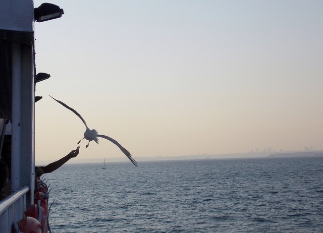 Möwenfütterung - Prinzeninseln