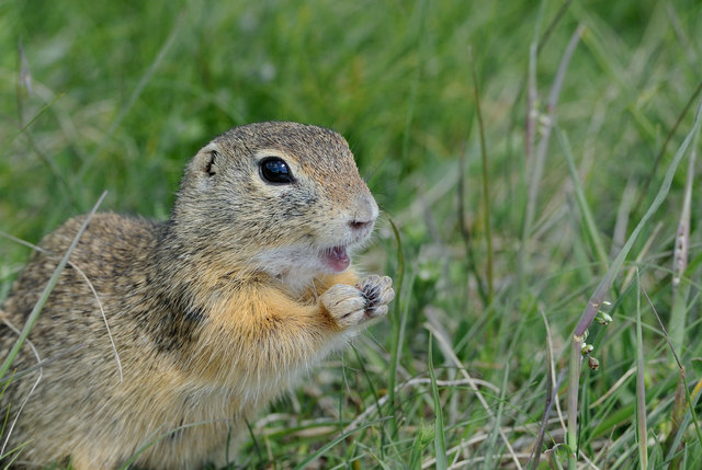 zutraulich und herzig - Zieserl auf der Perchtoldsdorfer Heide!