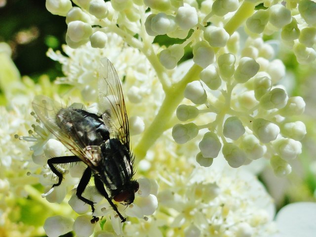 Auch die Fliege "fliegt auf" den Stadtgarten Kagran