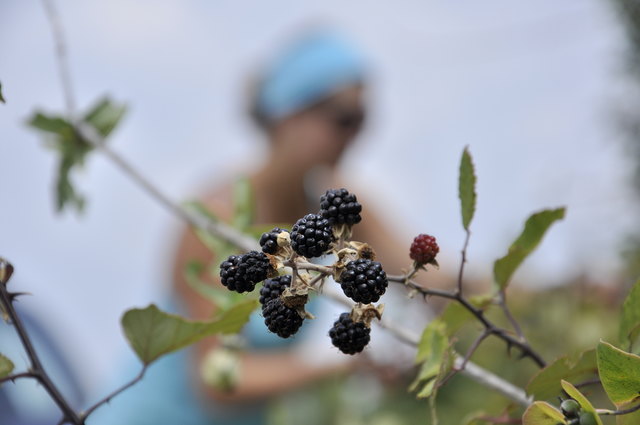 Sommerjause im Wienerwald