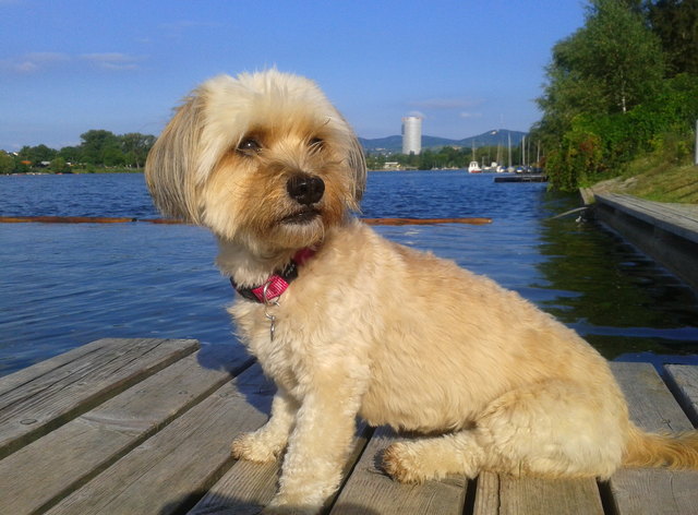 Mischlingshündin "Tessa" genießt den Sommer an der Alten Donau