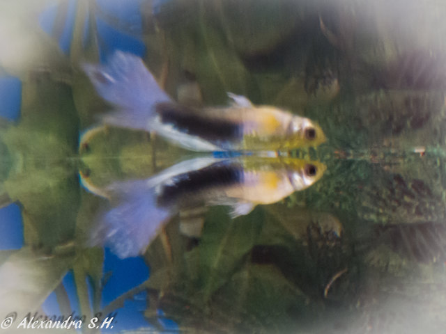 der Guppy spiegelt sich an der Wasseroberfläche, unter welcher er ganz knapp schwomm