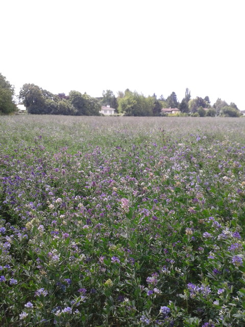 Blumen, Blumen, Blumen =)