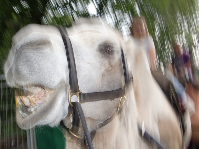 Kamele auf der Donauinsel