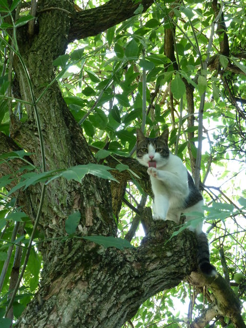 Kater Moritz genießt den Sommer