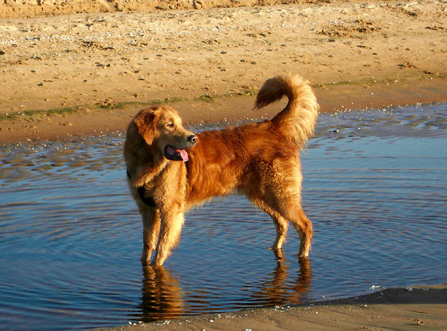 Danny am Strand von Schweden