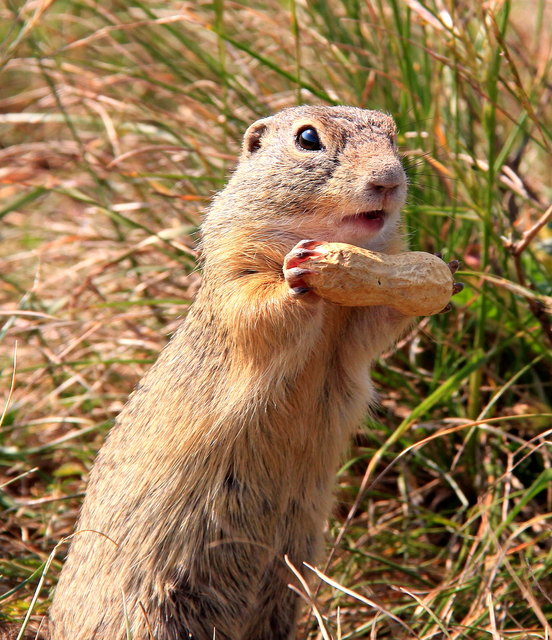 Perchtoldsdorfer Heide