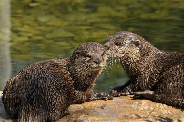 Wir brauchen Bikini von den Q-19-Shops :-) !!