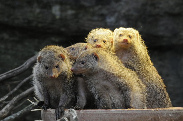 Guten Morgen Sonnenschein :-) !!