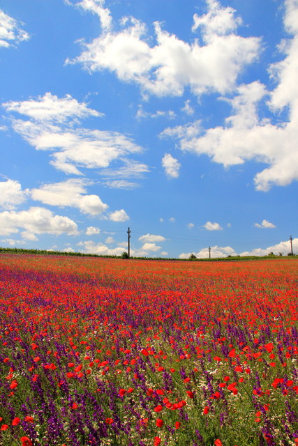 Mödling-Blumenwiese