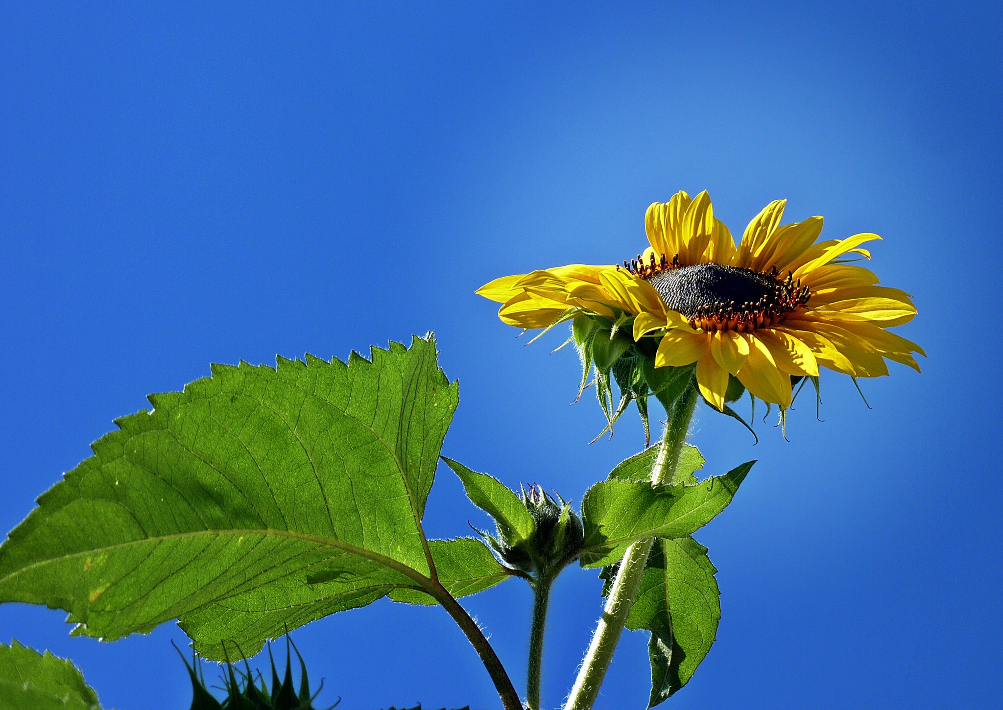 Sonnenblume Blume des Sommers Scheibbs