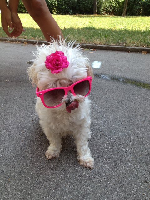 Auch mein hund Cindy genießt den sommer :)