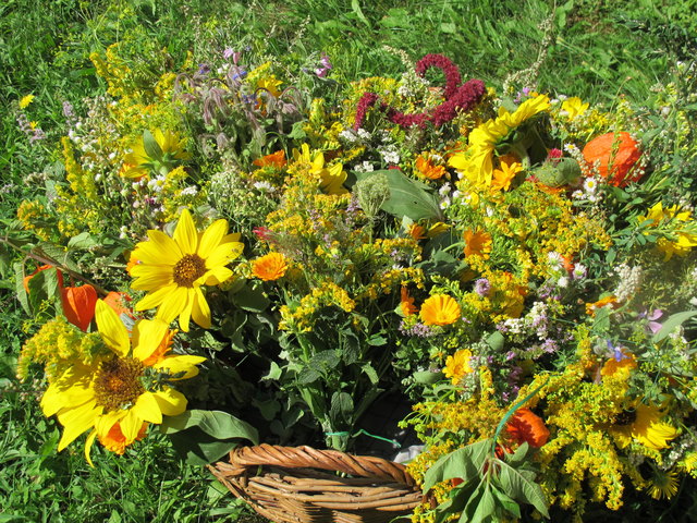 Viele schöne Kräuterbüschel
