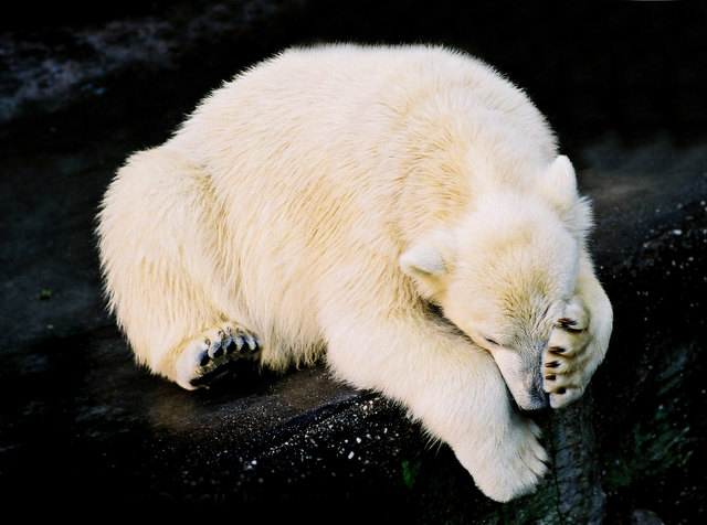Manchen ist vielleicht noch heißer als uns Menschen