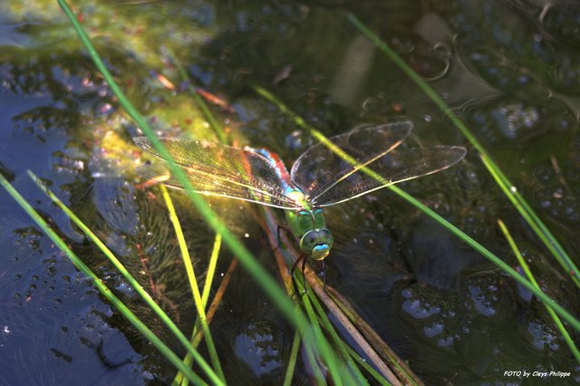 Sommer "Monster" :-)