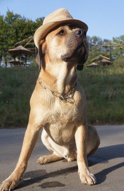 Best of summer - Donauinsel - Toni's Inselgrill - YEAH!