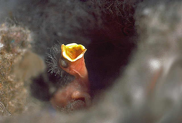 Wo bleibt der Wurm ?