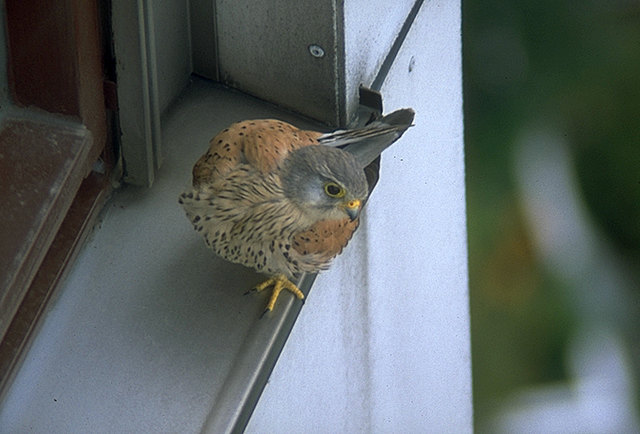 Zugeflogener Turmfalke