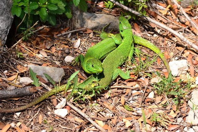 Liebe ist schööööön!!!