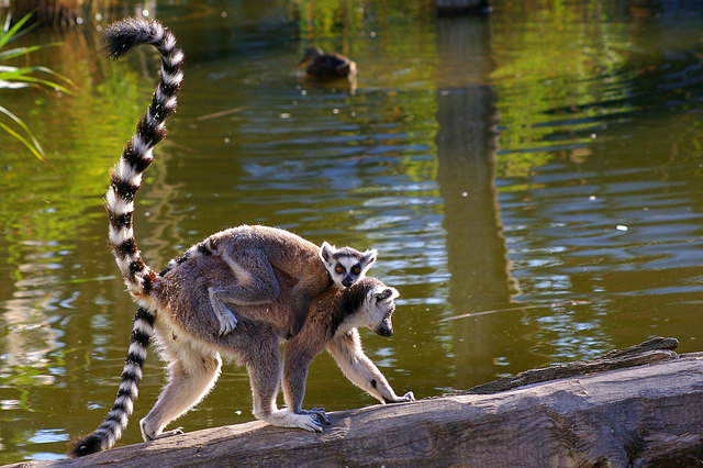 Lemuren im Tiergarten Schönbrunn