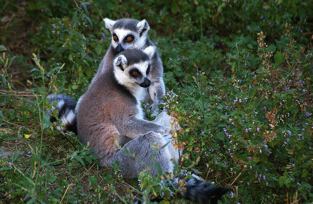 Lemuren im Tiergarten Schönbrunn