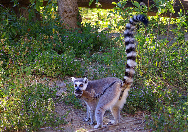 Lemuren im Tiergarten Schönbrunn