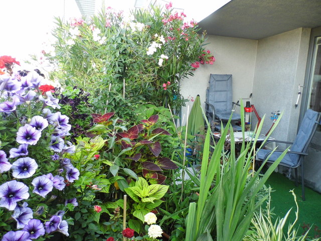 ... noch mehr Sommer