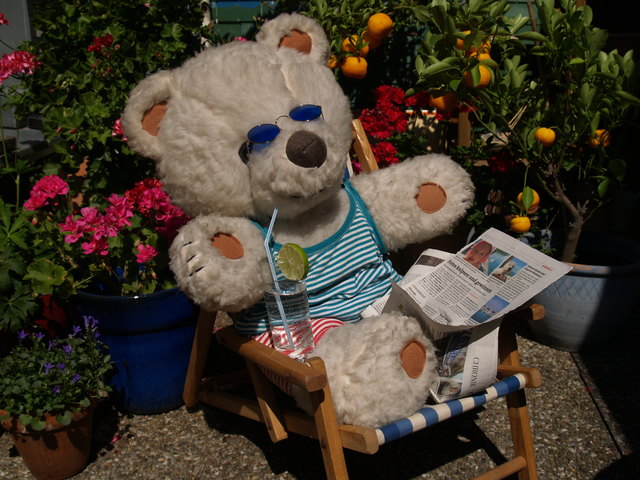 Bär Wilfried genießt den Balkonien-Sommer in der Brigittenau