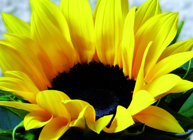 sonnenblumenerwachen