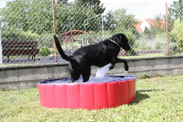 Meine schwarze Wasserratte!