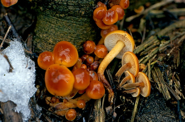 Ein essbarer Winterpilz ist der Flammulina velutipes, der Samtfußrübling.