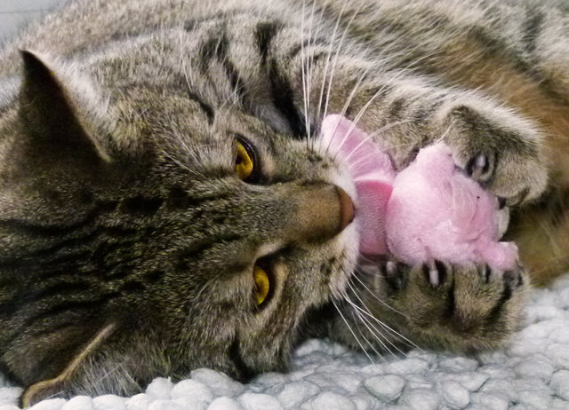 herzblatt beim liebkosen