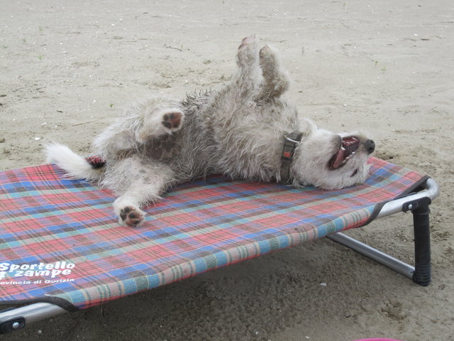 Mimi am Hundestrand in Grado
