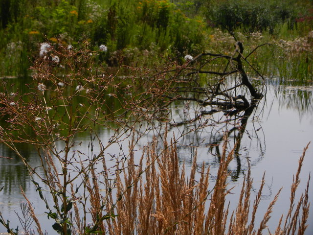 Gestrüpp