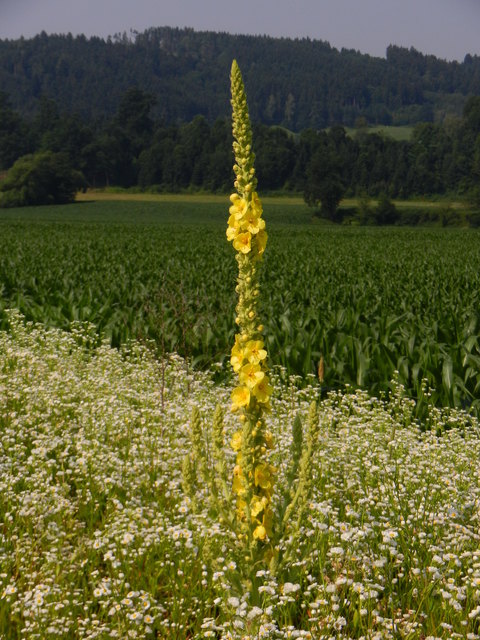 Königskerze