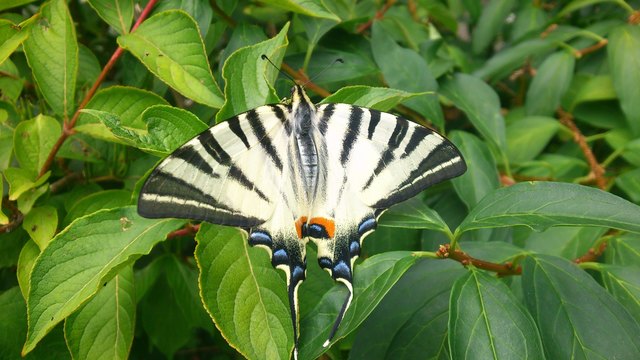 Naturschönheit im eigenen Garten
