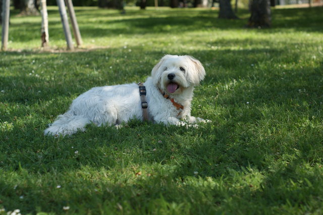 Am Cobenzl war ich schlawenzeln